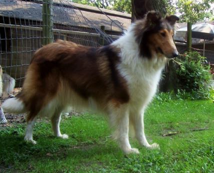 colliePhotoGoodLogo 2006-09-09 ears up stand nice.JPG